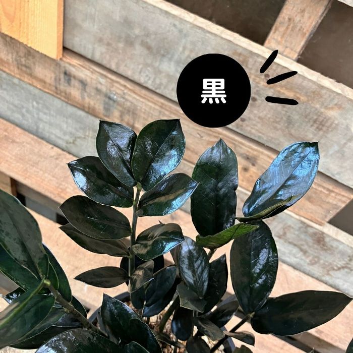 観葉植物現品販売