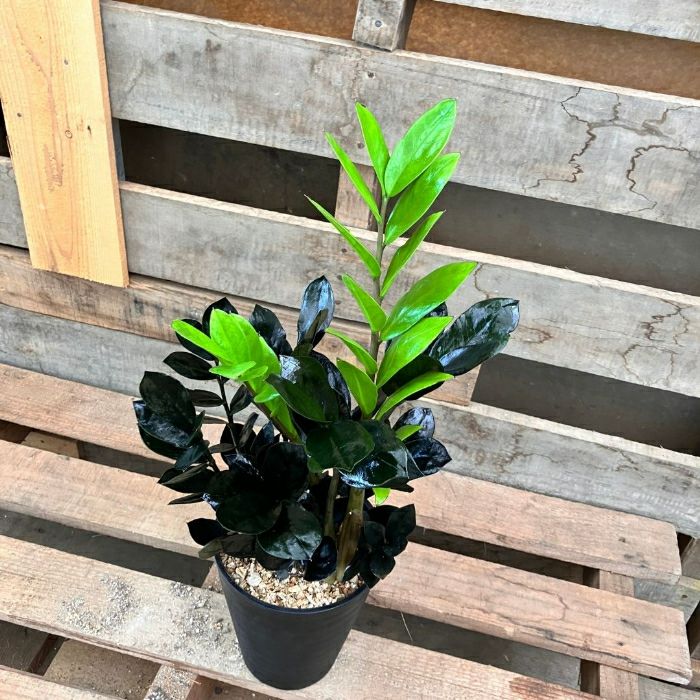 観葉植物現品販売