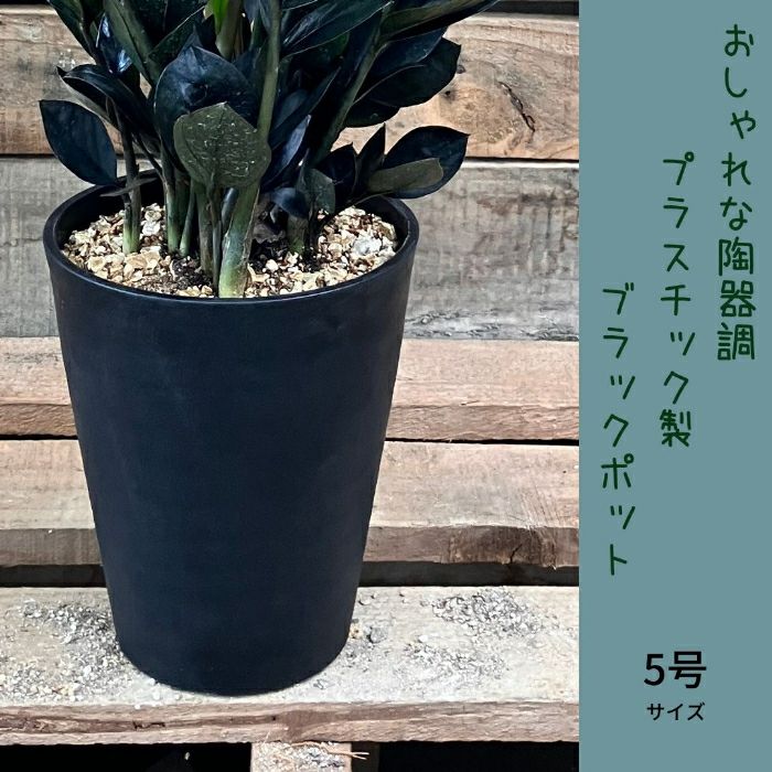 観葉植物現品販売
