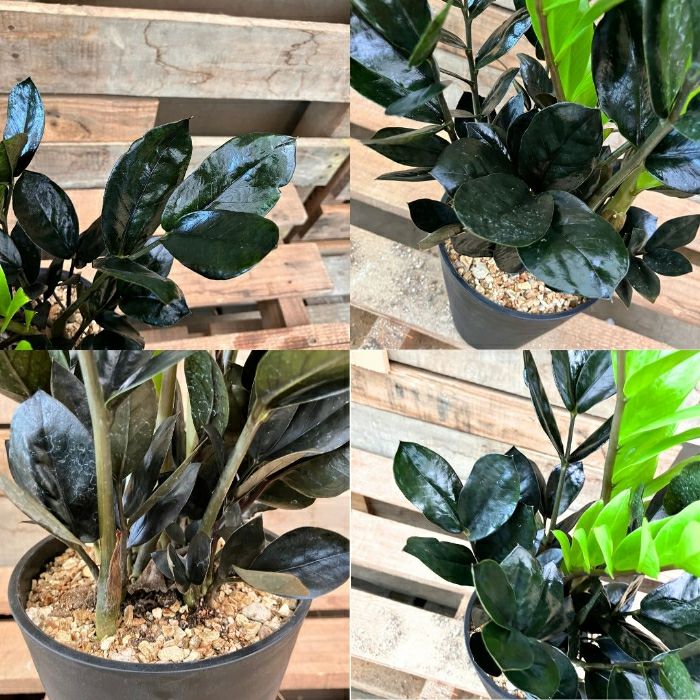 観葉植物現品販売