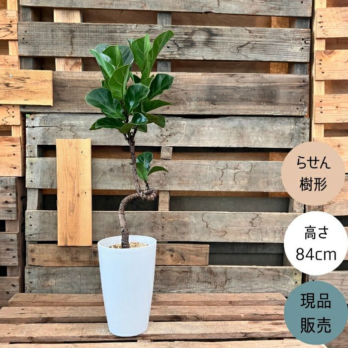 観葉植物現品販売