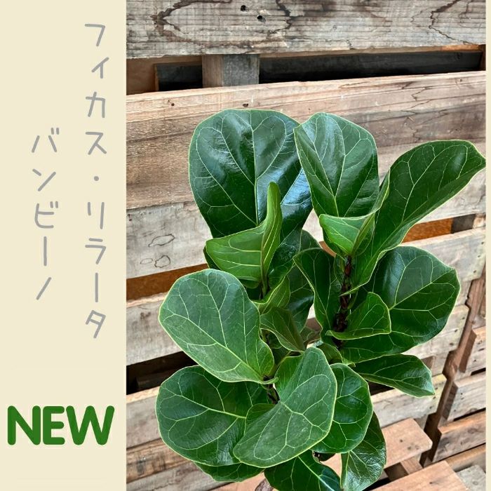 観葉植物現品販売