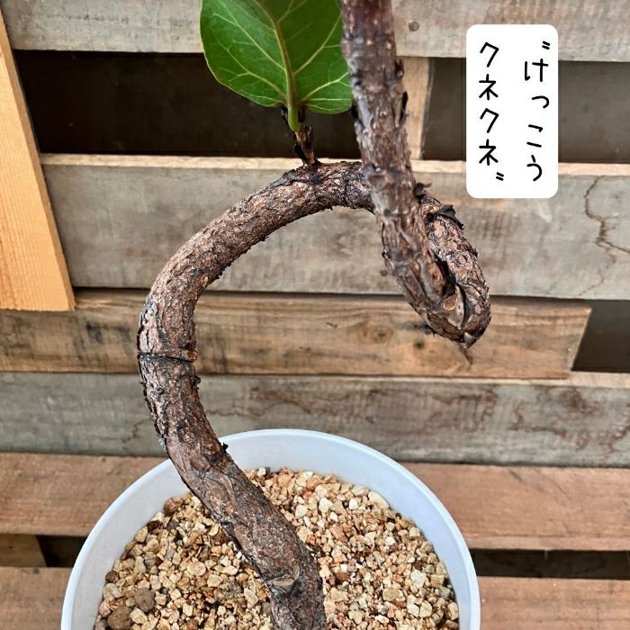 観葉植物現品販売