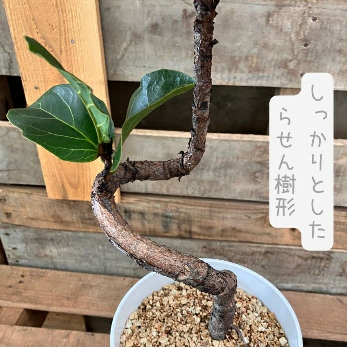 観葉植物現品販売