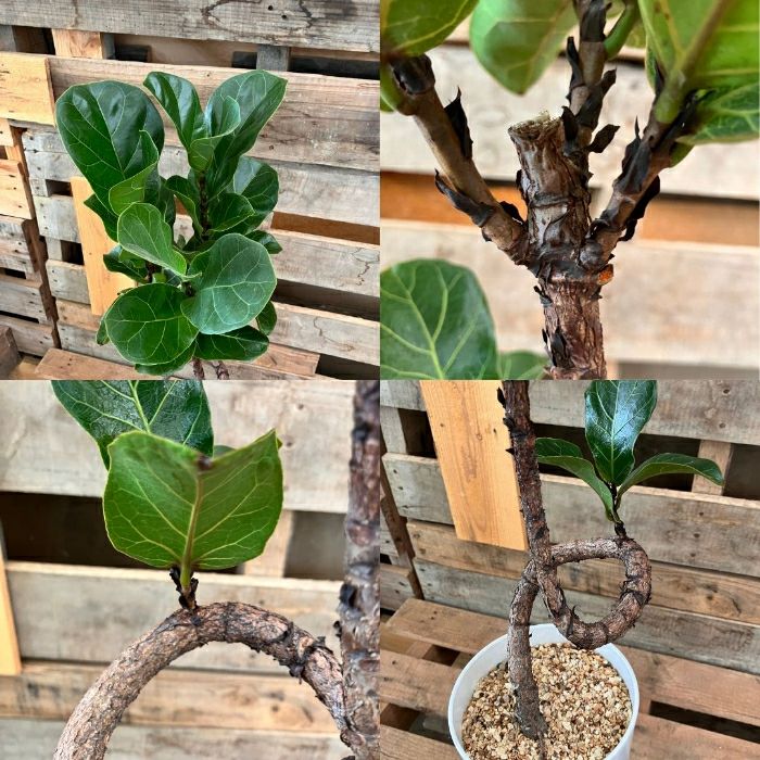 観葉植物現品販売