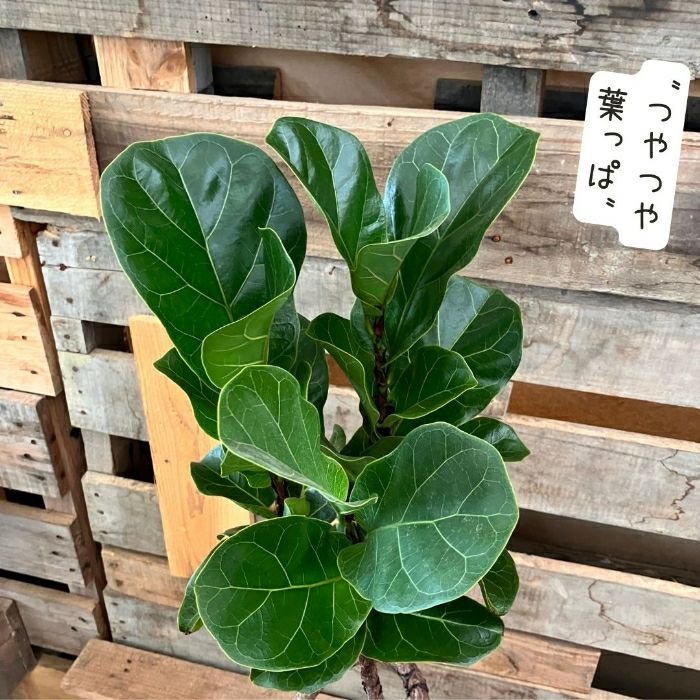 観葉植物現品販売