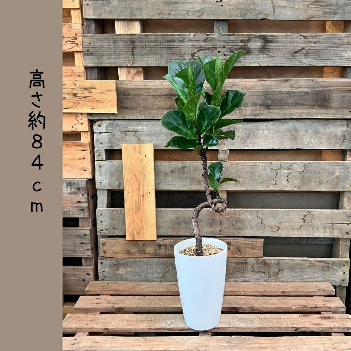 観葉植物現品販売