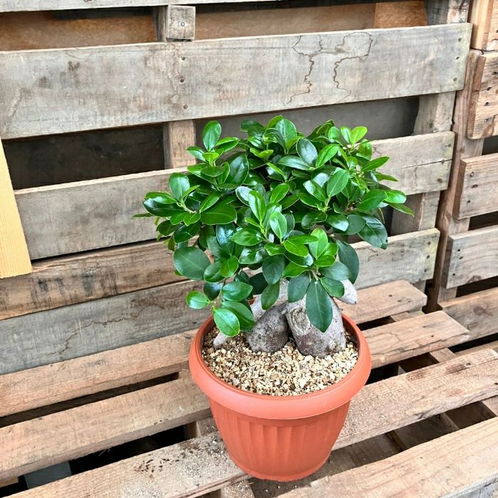 観葉植物現品販売