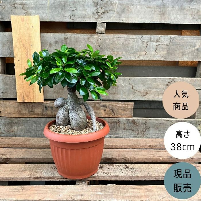 観葉植物現品販売