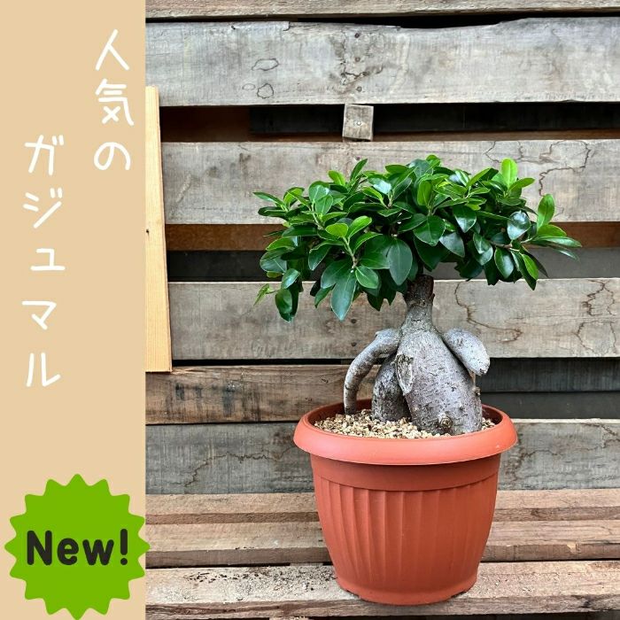 観葉植物現品販売