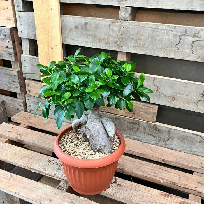 観葉植物現品販売