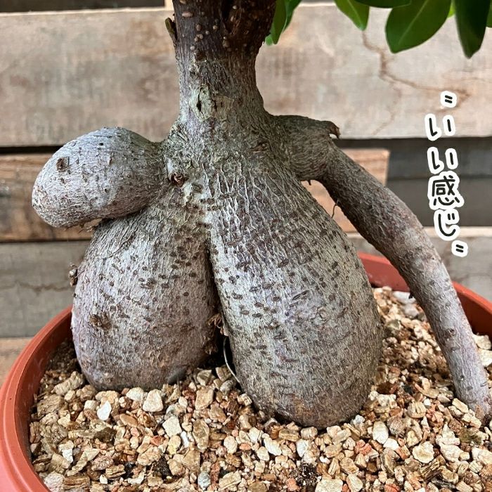 観葉植物現品販売