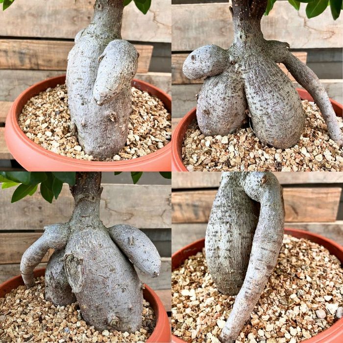 観葉植物現品販売