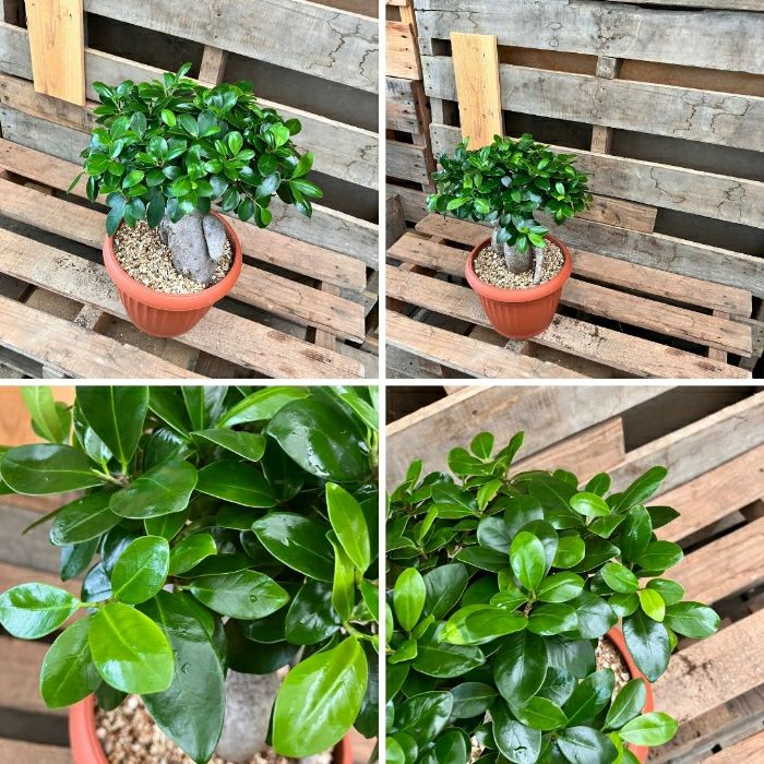 観葉植物現品販売