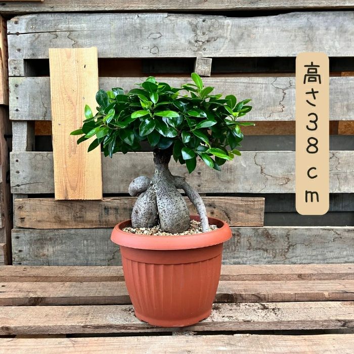 観葉植物現品販売