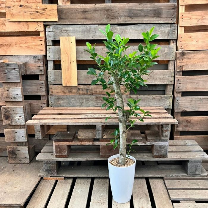 観葉植物現品販売