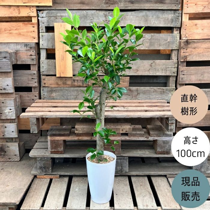 観葉植物現品販売
