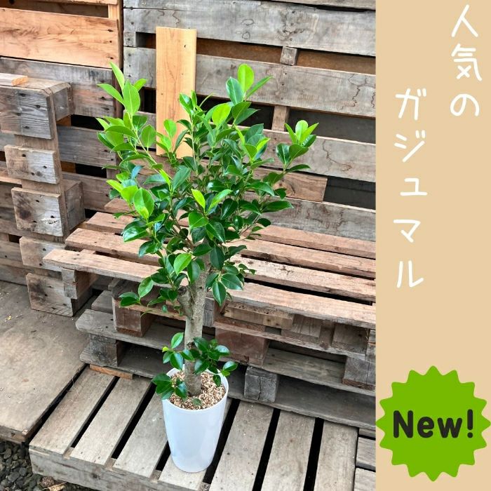 観葉植物現品販売