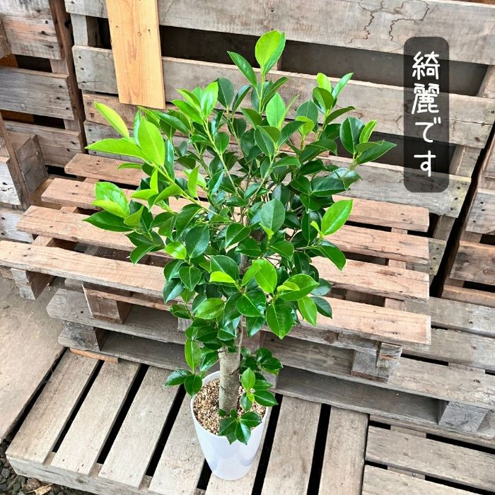 観葉植物現品販売