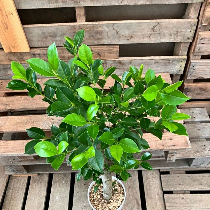 観葉植物現品販売