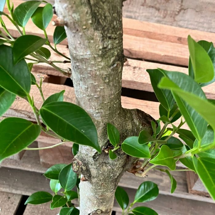 観葉植物現品販売