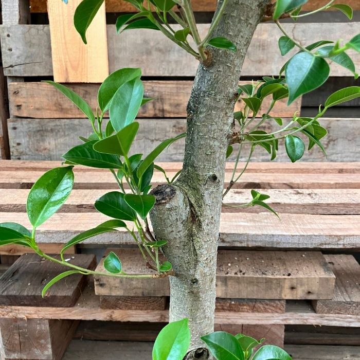 観葉植物現品販売