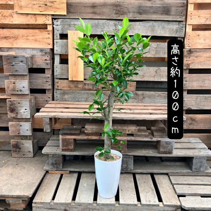 観葉植物現品販売