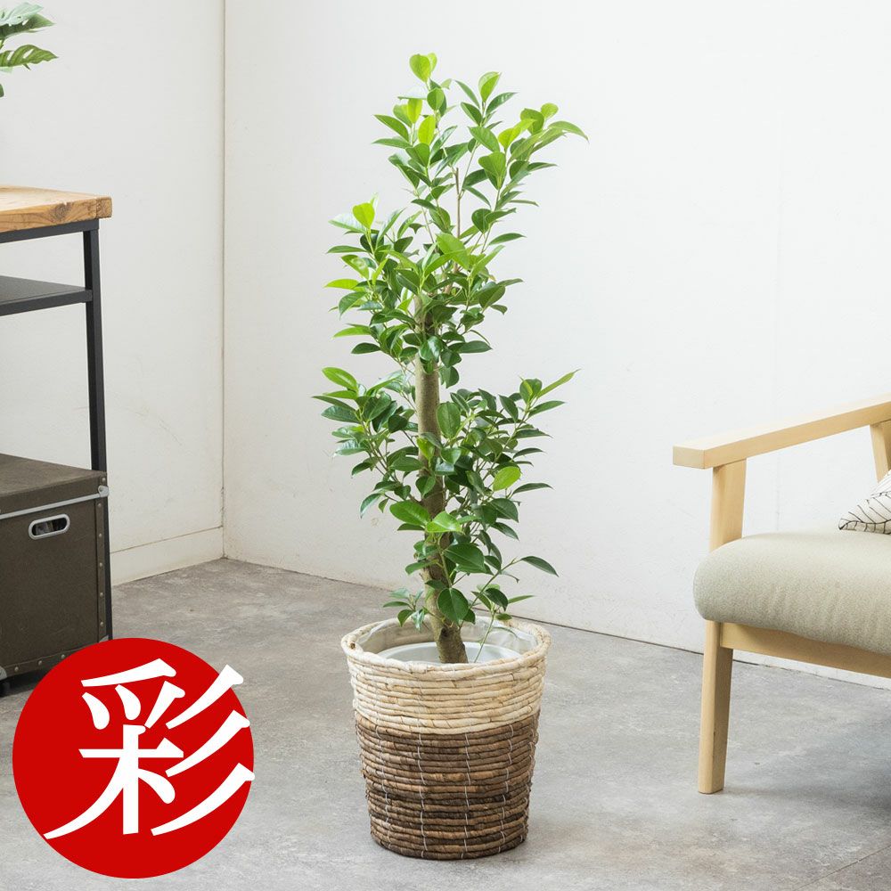 ガジュマル 7号鉢 選べる鉢カバー付 観葉植物 本物