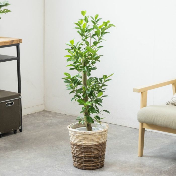 ガジュマル 7号鉢 選べる鉢カバー付 観葉植物 本物