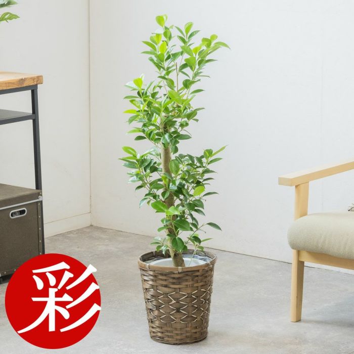ガジュマル 7号鉢 選べる鉢カバー付 観葉植物 本物
