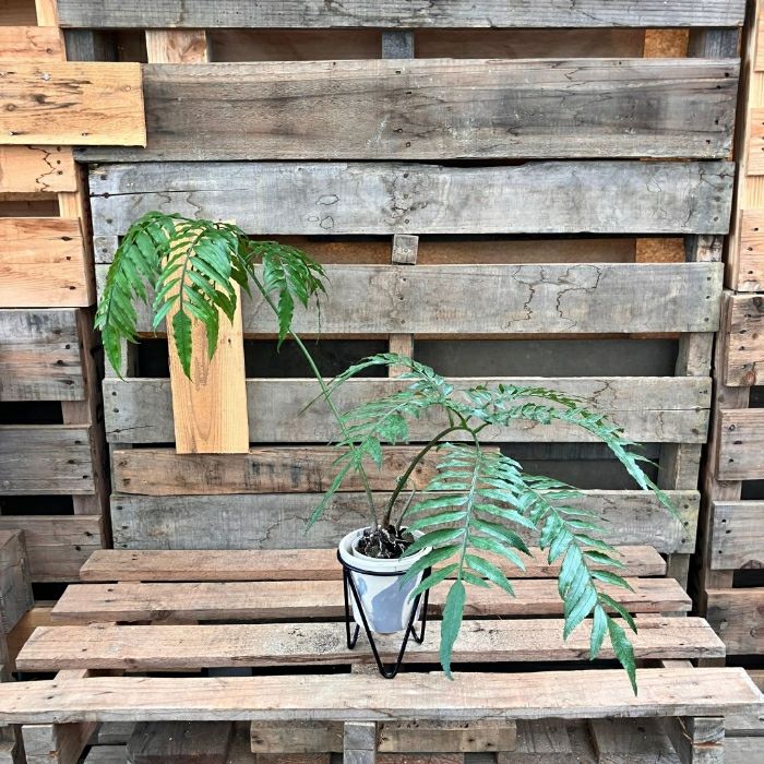 観葉植物現品販売