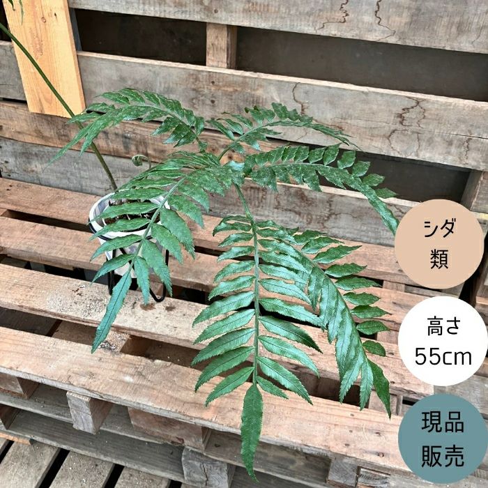 観葉植物現品販売