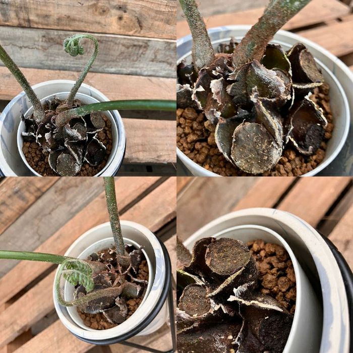 観葉植物現品販売