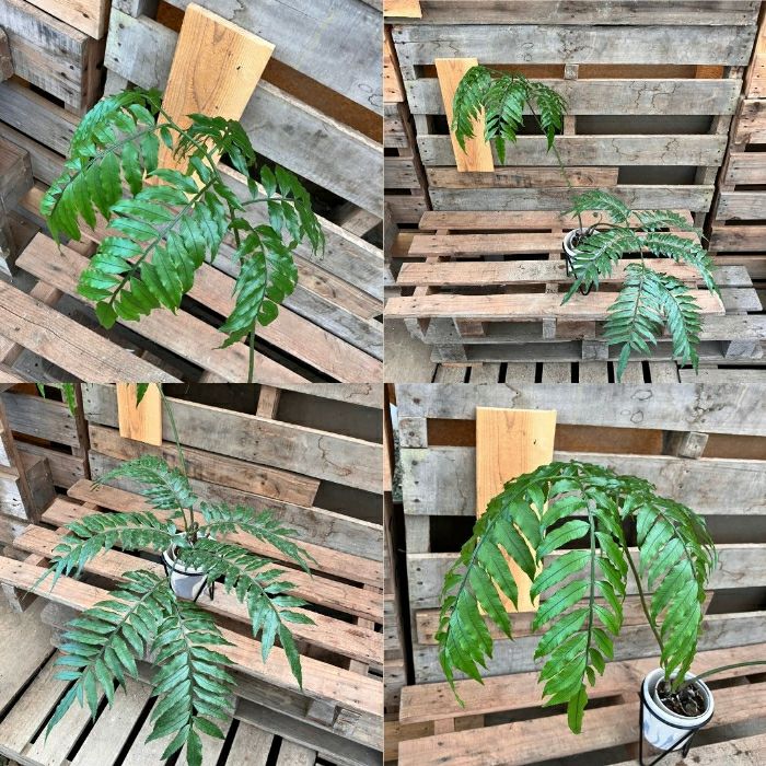 観葉植物現品販売