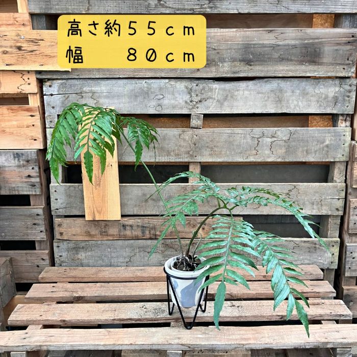 観葉植物現品販売