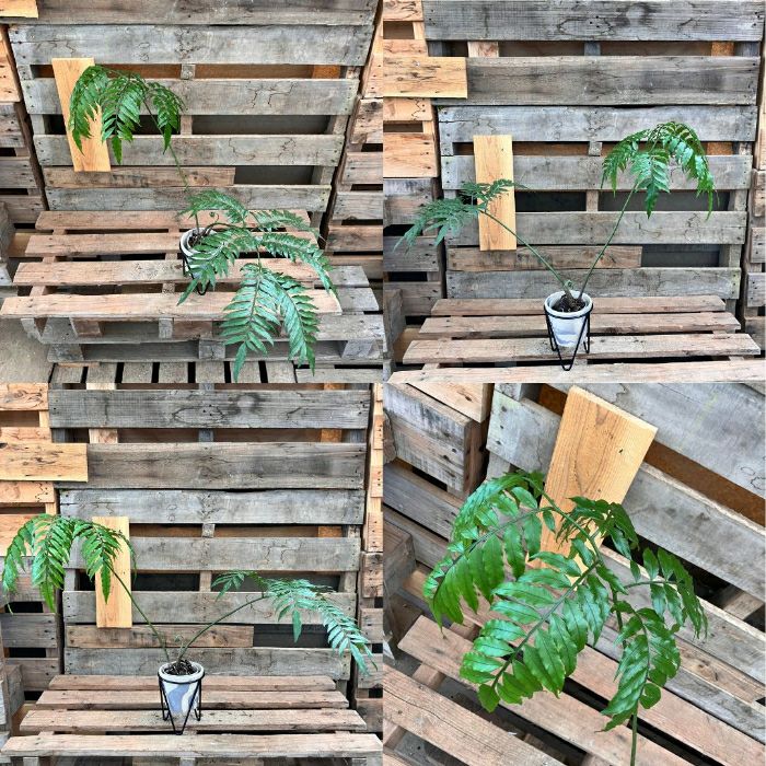 観葉植物現品販売