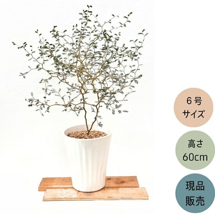 観葉植物現品販売