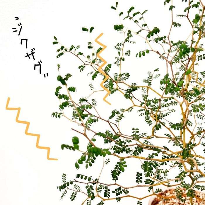 観葉植物現品販売