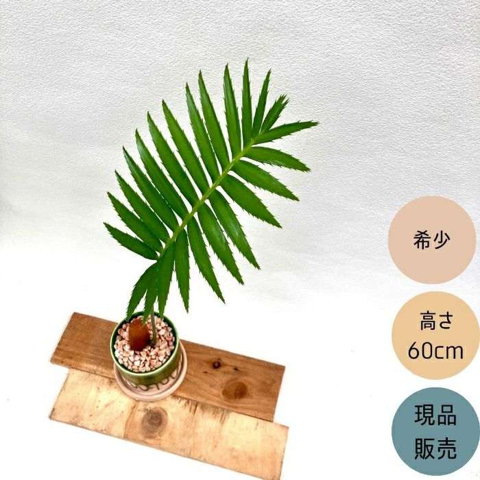 観葉植物現品販売