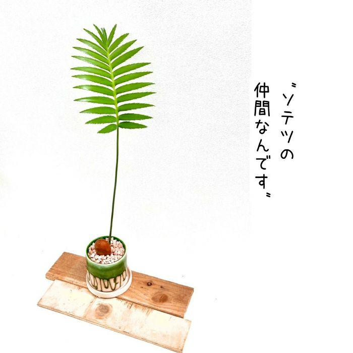 観葉植物現品販売