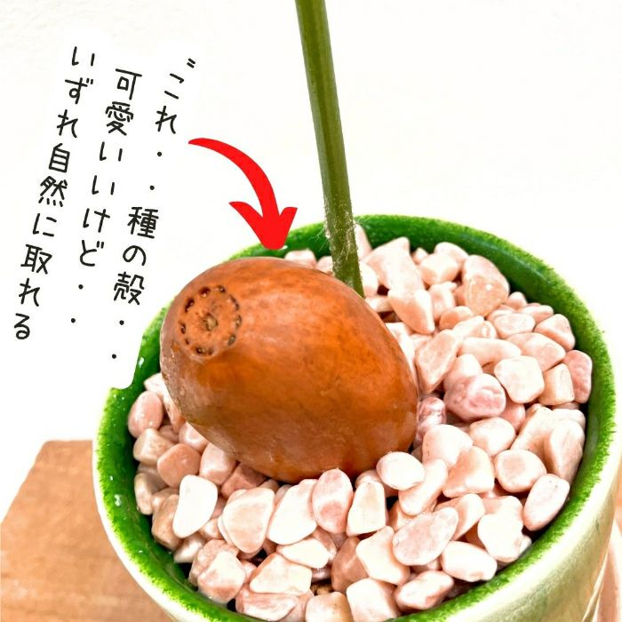 観葉植物現品販売