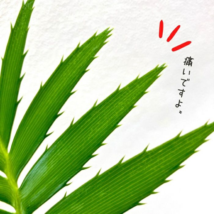 観葉植物現品販売