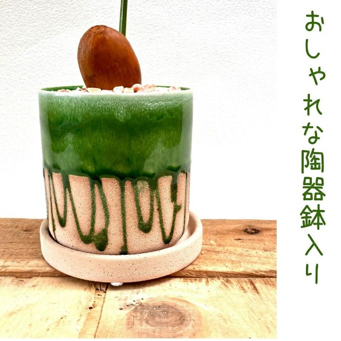 観葉植物現品販売