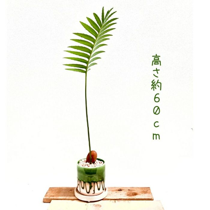 観葉植物現品販売