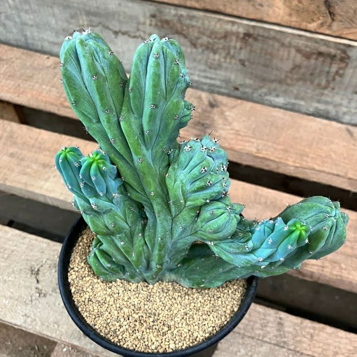 観葉植物現品販売