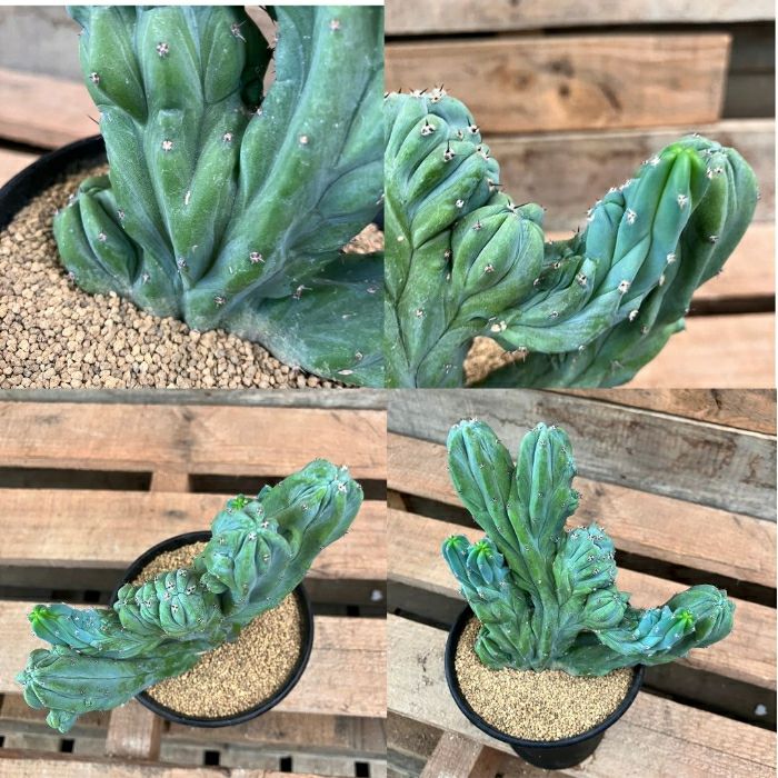 観葉植物現品販売