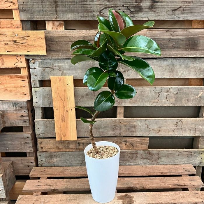 観葉植物現品販売