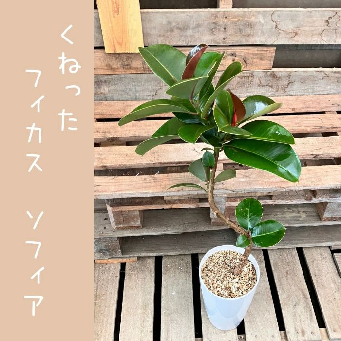 観葉植物現品販売