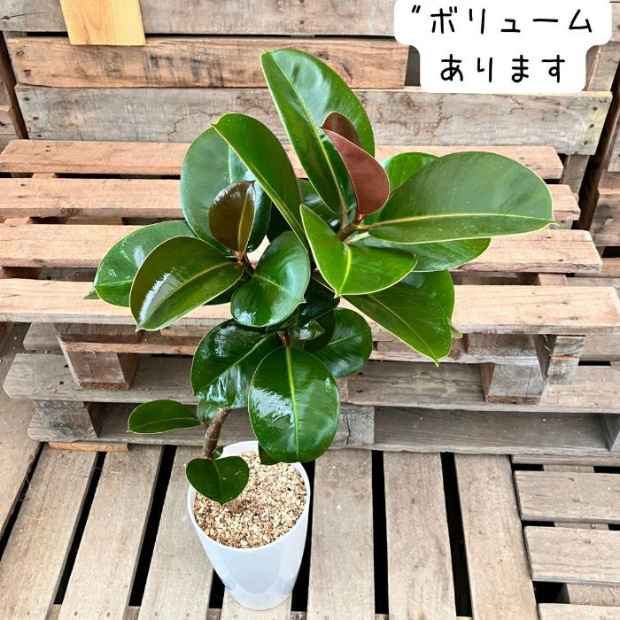 観葉植物現品販売