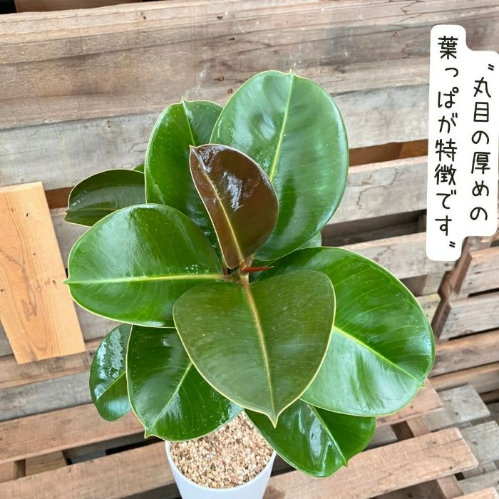 観葉植物現品販売